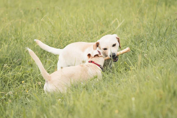 Labrador Cane Che Gioca Una Giornata Estiva Soleggiata Campagna — Foto Stock