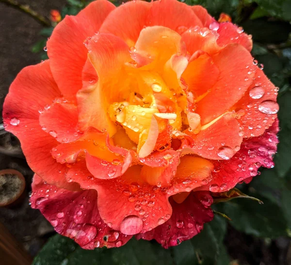 Primer Plano Una Hermosa Rosa Naranja Cubierta Gotas Rocío Aire —  Fotos de Stock
