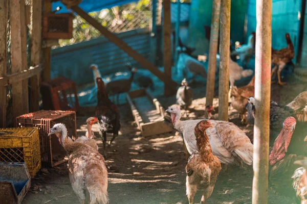 Πουλιά Της Πτηνοτροφίας Κοτόπουλα Κόκορες Γαλοπούλες Διάφορα Πτηνά Γεωργικής Γης — Φωτογραφία Αρχείου