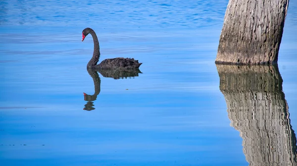 Beautiful Black Swan Swimming Calmly Next Tree Reflective Blue Lake — стоковое фото