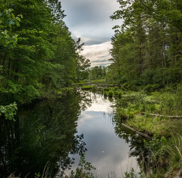 曇り空の下 緑に囲まれた川の美しい景色 — ストック写真