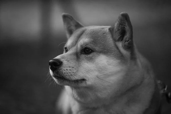 Ένα Γκρι Πλάνο Ενός Σκύλου Σίμπα Ινού Έξω — Φωτογραφία Αρχείου