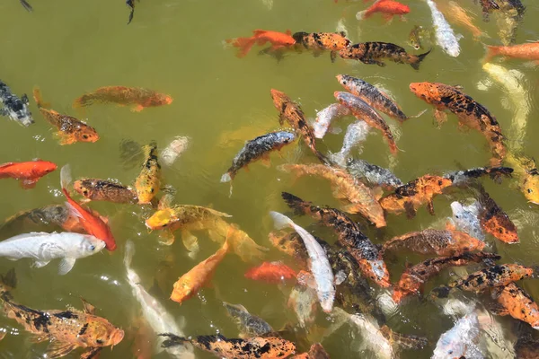 Sebuah Foto Closeup Dari Ikan Koi Ikan Koi Berwarna Permukaan — Stok Foto