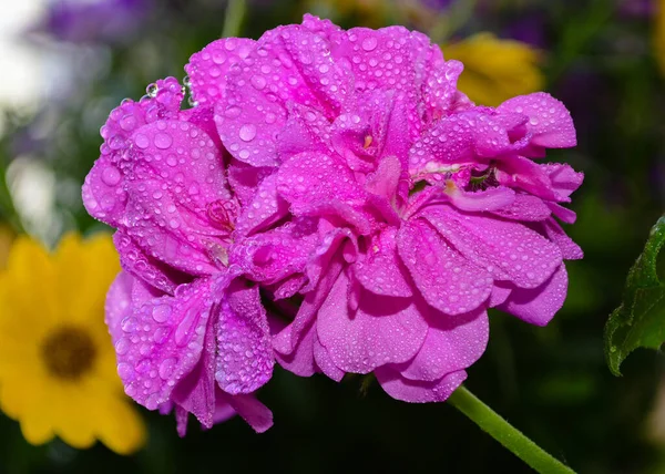 Close Flores Cor Rosa Vibrantes Cobertas Gotas Orvalho Sobre Fundo — Fotografia de Stock