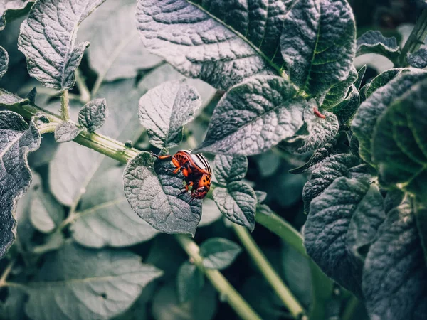 Primer Plano Escarabajo Patata Hoja Planta —  Fotos de Stock