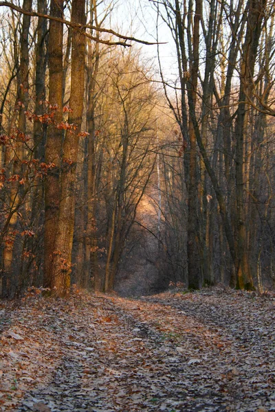 Uma Vista Panorâmica Das Árvores Uma Floresta Durante Outono — Fotografia de Stock