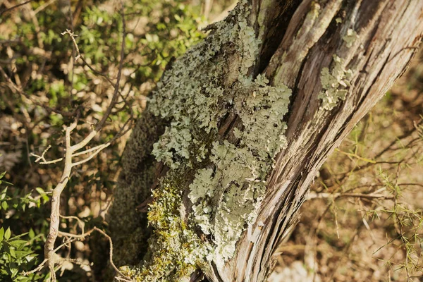 苔に覆われた古い木の幹のクローズアップショット — ストック写真