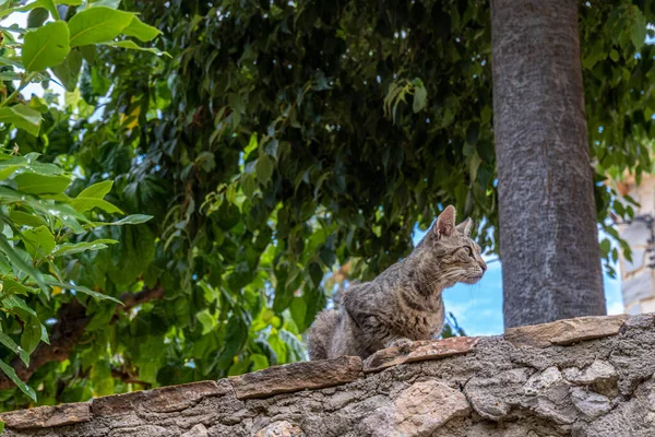 Gato Tabby Con Árboles Fondo — Foto de Stock