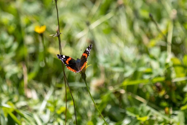 Közelkép Egy Kis Teknősbéka Pillangóról Vadvirágokon — Stock Fotó