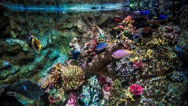 Zbliżenie Ujęcia Kolorowych Ryb Korala Akwarium — Zdjęcie stockowe