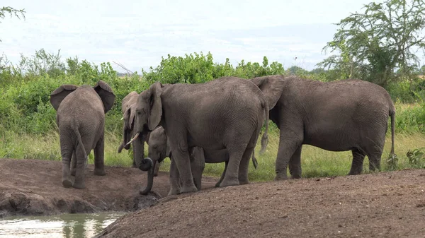 Los Elefantes Africanos Loxodonta Africana Parque Nacional Reina Isabel Uganda — Foto de Stock