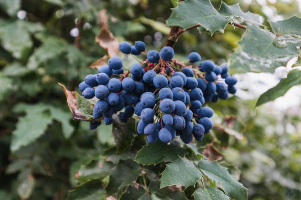 Mahonia Con Bayas Azules Nombre Científico Mahonia Aquifolium — Foto de Stock