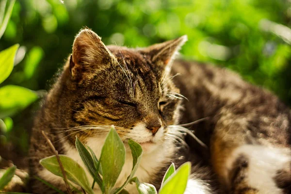 Nahaufnahme Einer Hauskatze — Stockfoto