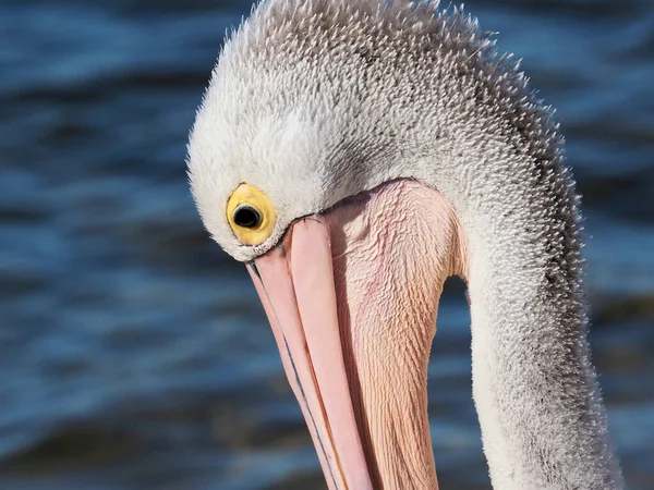 Primer Plano Cabeza Gran Pájaro Pelícano Blanco Mirando Hacia Abajo — Foto de Stock