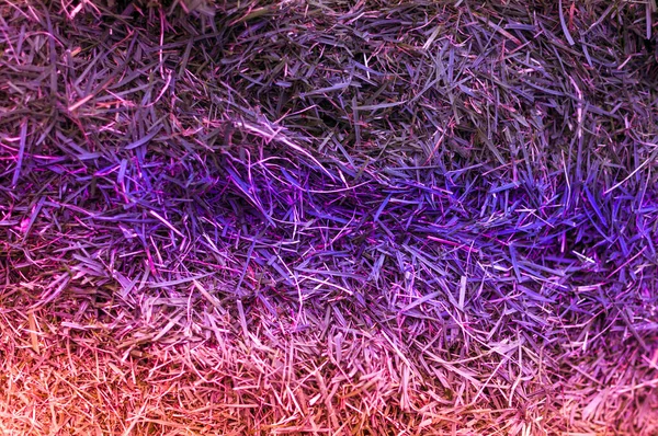 草上紫光反射的特写 — 图库照片