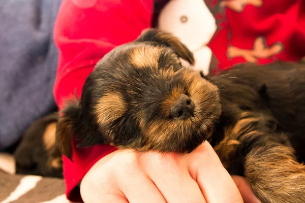 Closeup Shot Adorable Yorkshire Terrier Puppy Sleeping Hand Owner — Stock Photo, Image