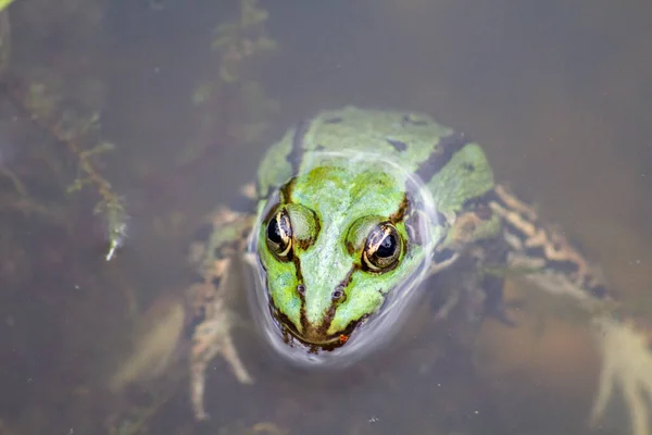 湖でカエルのクローズアップショット — ストック写真