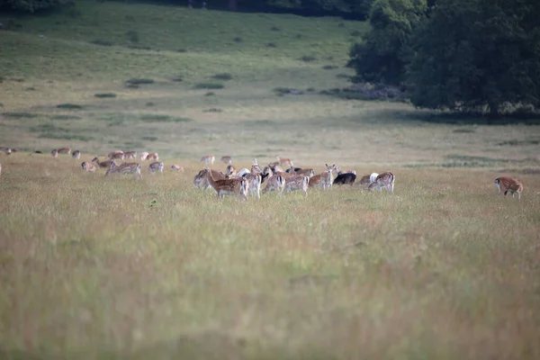 Ein Schöner Schuss Hirsch Auf Einem Feld — Stockfoto