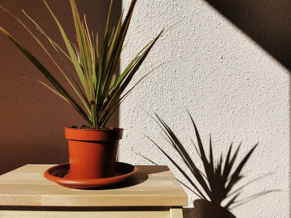 화분에 광선으로부터 보이는 그림자가 아름다운 식물을 — 스톡 사진