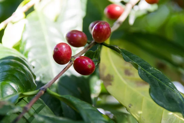 Grãos Vermelhos Ramo Café Guatemala Cultivo Orgânico Coffea Arabica Guatemala — Fotografia de Stock