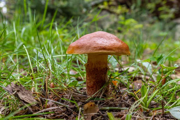 Gros Plan Champignons Sauvages Plantes Dans Une Forêt — Photo