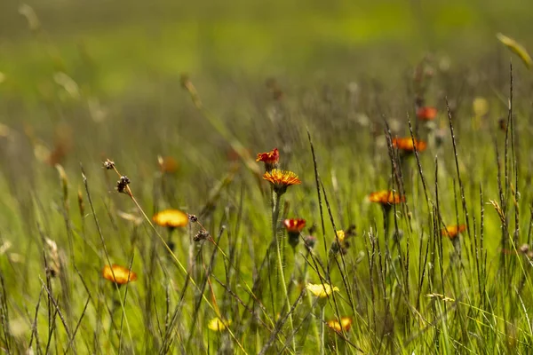 Eine Nahaufnahme Blühender Wildblumen Auf Einem Feld — Stockfoto