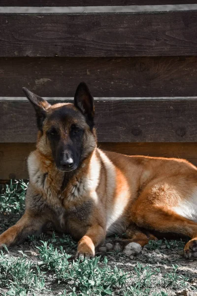 Ein Schäferhund Sitzt Vor Einem Holzzaun — Stockfoto