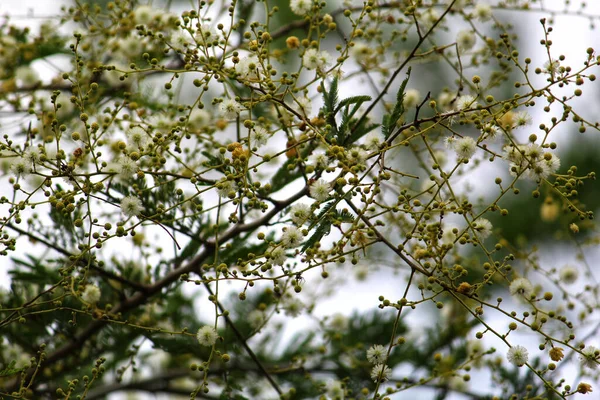 Ağaç Dallarındaki Güzel Beyaz Akasya Çiçeklerinin Seçici Odağı — Stok fotoğraf