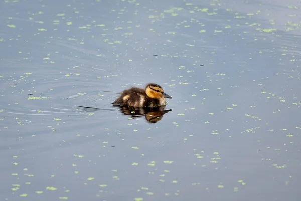 Canard Colvert Mignon Nageant Seul Dans Lac Bleu Pâle Par — Photo