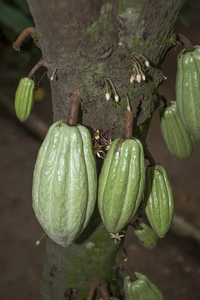 Cacao Guatemala Fruta Fresca Árbol Teobroma Cacao —  Fotos de Stock