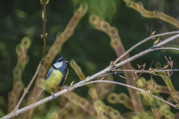 Closeup Great Tit Tree Branch Shallow Focus — Stockfoto