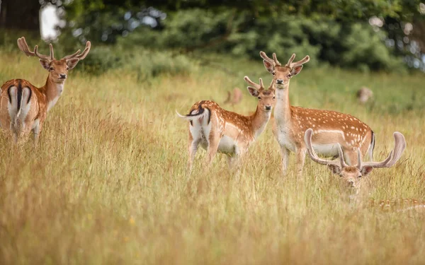 荒野で鹿の素敵なショット — ストック写真