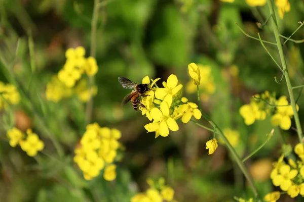 在模糊的背景下 一只蜜蜂栖息在一朵黄色的菜籽花上的特写照片 — 图库照片