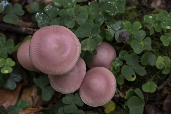 Tender Purple Mushrooms Stand Green Clover — стоковое фото