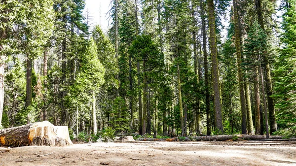 Yosemitský Národní Park Krásný — Stock fotografie