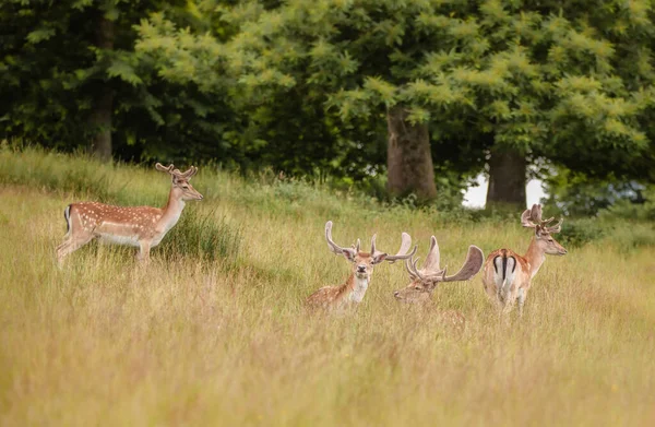 Een Mooi Shot Van Herten Wildernis — Stockfoto