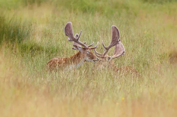 Ein Schuss Hirsch Auf Einem Feld — Stockfoto