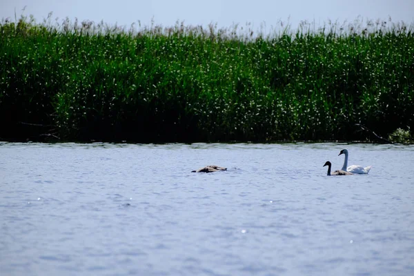 Lago Tranquilo Con Patos Cisnes Nadando Pacíficamente Durante Día —  Fotos de Stock