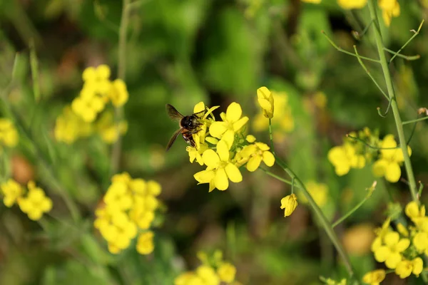 Gros Plan Une Abeille Perchée Sur Une Fleur Colza Jaune — Photo