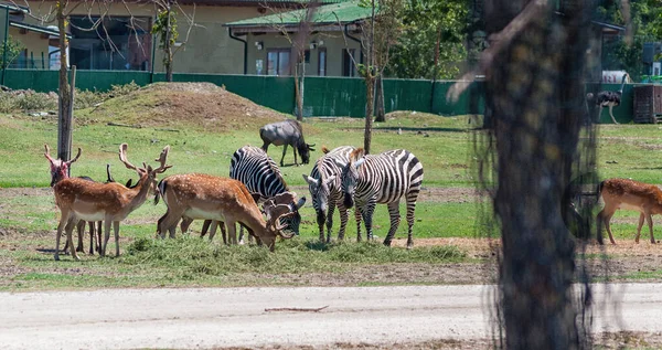 Uma Manada Veados Zebras Pastando Prado Coberto Grama Zoológico — Fotografia de Stock