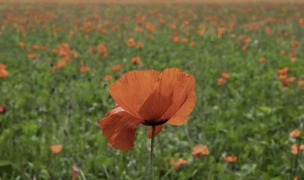 Uno Scatto Selettivo Papavero Rosso Campo Nel Bedfordshire Regno Unito — Foto Stock