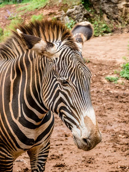 Een Verticaal Schot Van Een Zebra Het Wild — Stockfoto