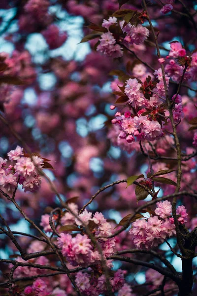 Eine Vertikale Nahaufnahme Schöner Rosa Blühender Äste Perfekt Für Tapeten — Stockfoto