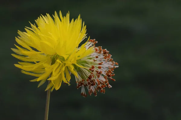 背景がぼやけているミモザの花のクローズアップ — ストック写真