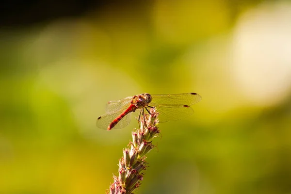 一只蜻蜓落在花园的植物上 — 图库照片