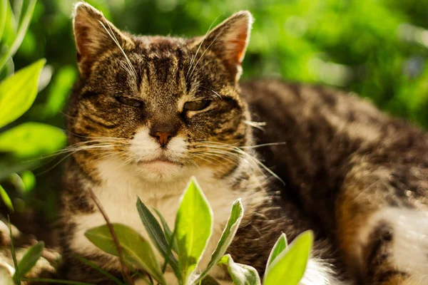 一只家猫的特写镜头 — 图库照片