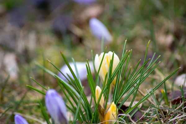 Gros Plan Une Belle Fleur — Photo