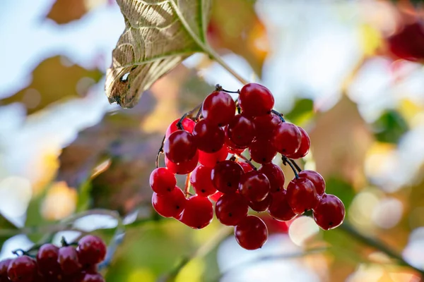 Eine Nahaufnahme Von Roten Beeren — Stockfoto