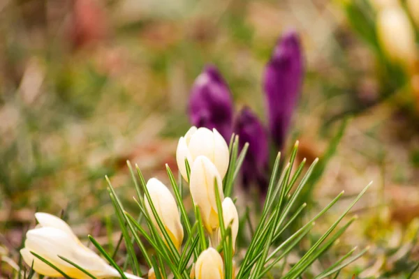 Die Schönen Krokusblüten Einer Garde — Stockfoto