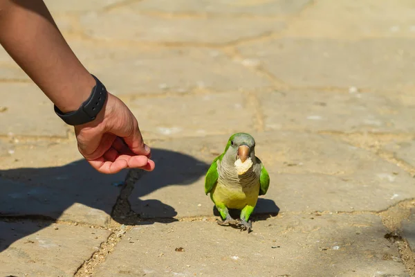 Samiec Karmiący Papugę Monka Ulicy — Zdjęcie stockowe